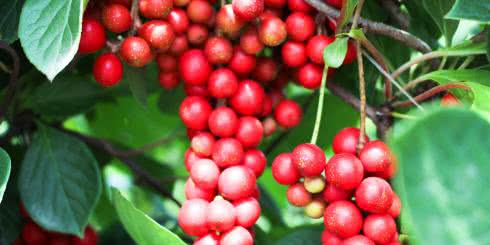 Cytryniec chiński - właściwości i zastosowanie