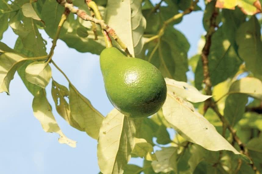 Smaczliwka wdzięczna - awokado