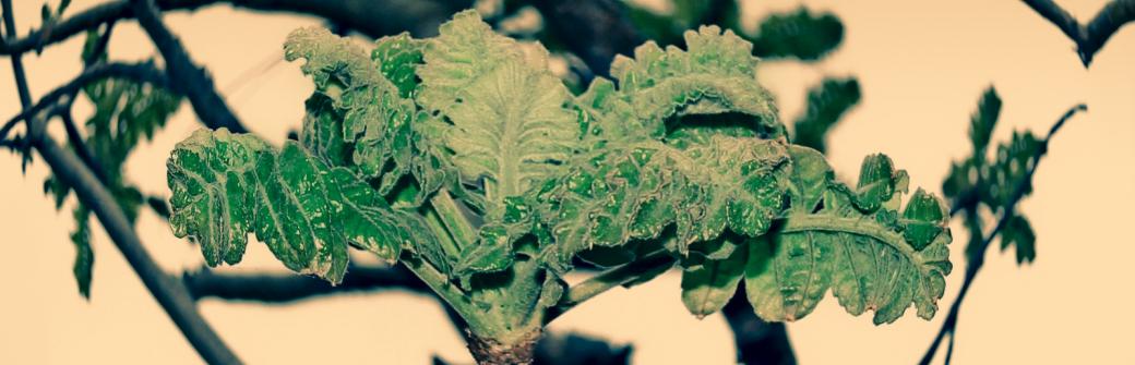 Przeciwzapalne zioła - 9 ziół o potwierdzonym klinicznie działaniu przeciwzapalnym 