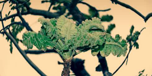 Przeciwzapalne zioła - 9 ziół o potwierdzonym klinicznie działaniu przeciwzapalnym