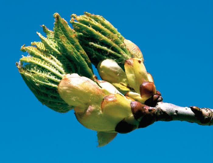 Pąk Kasztanowca (Aesculus hippocastanum)