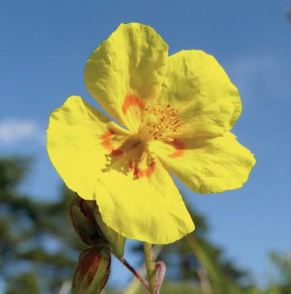 Posłonek kutnerowaty (Helianthemum nummularium)