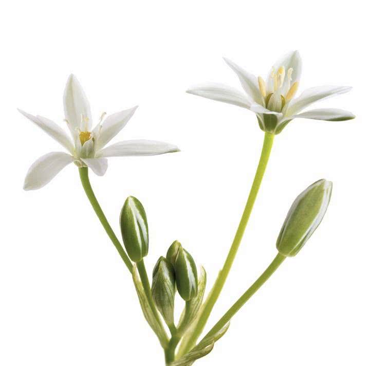 Śniedek Baldaszkowaty (Ornithogalum mbellatum)