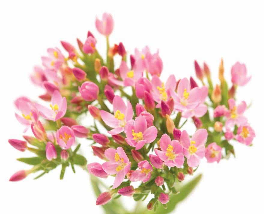 Tysiącznik (Centaurium erythraea)