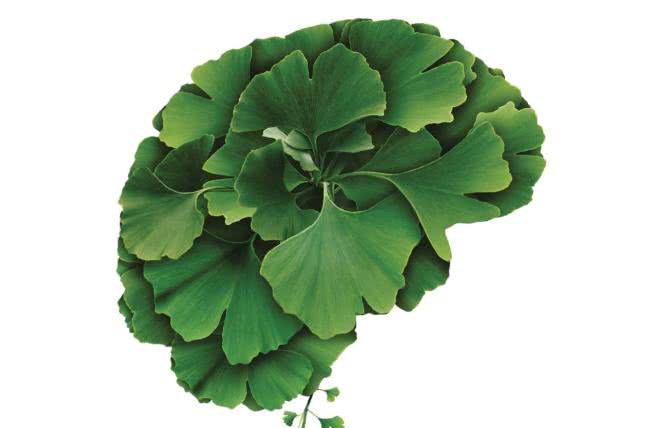 Jak pozbyć się mgły umysłowej po Covidzie i przyśpieszyć mózg?