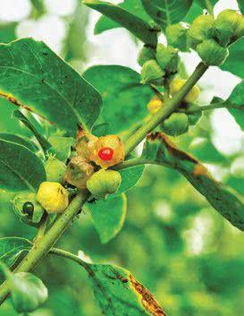 Ashwagandha (Withania somnifera)