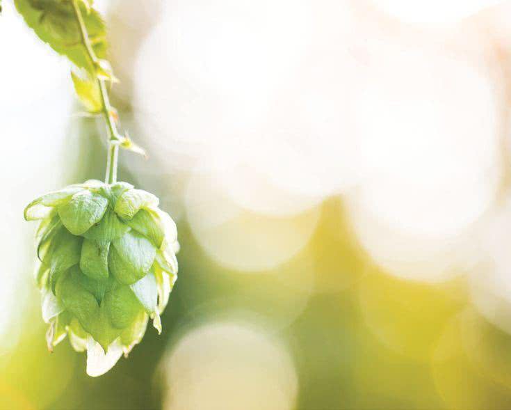 Chmiel (Humulus lupulus)