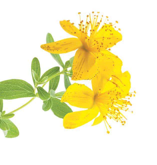 Dziurawiec zwyczajny (Hypericum perforatum)