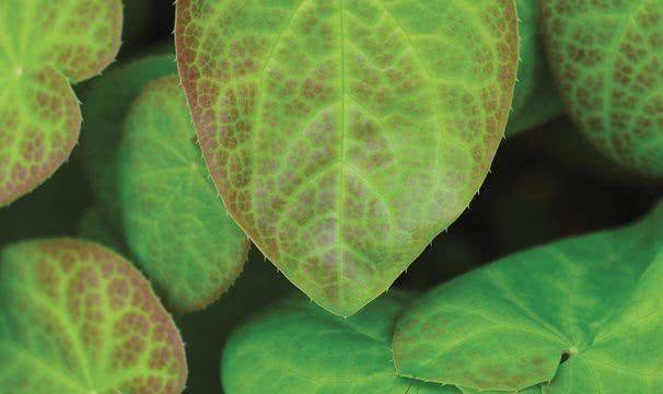 Epimedium (Epimedium)