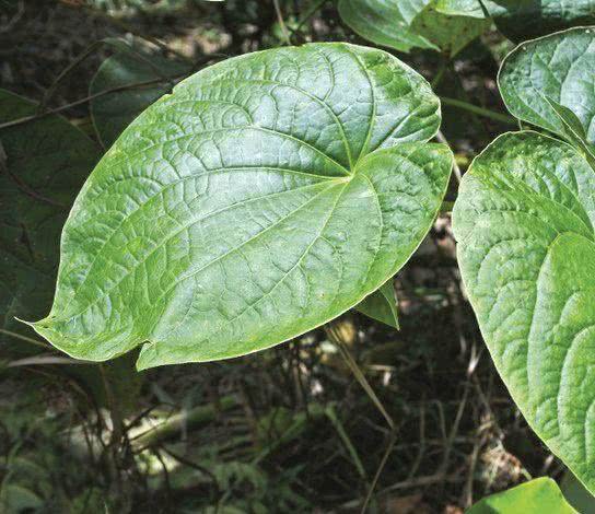 Epimedium (Epimedium)