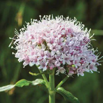 Kozłek lekarski (Valeriana officinalis)