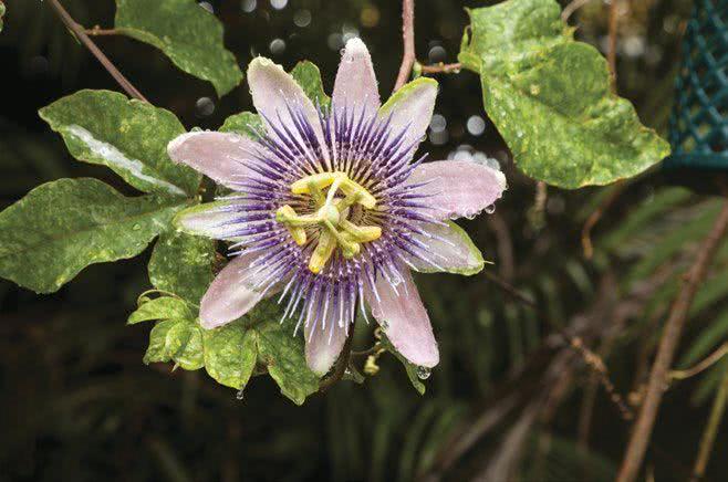 Męczennica cielista (Passiflora incarnata)
