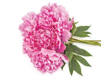 Piwonia chińska (Paeonia lactiflora)