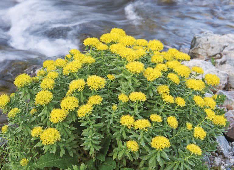 Różeniec górski (Rhodiola rosea)