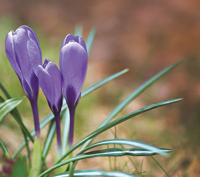 Szafran uprawny (Crocus sativus)