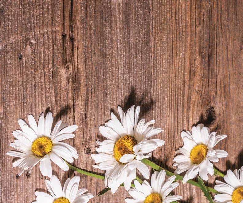 Rumianek (Matricaria Recutita)