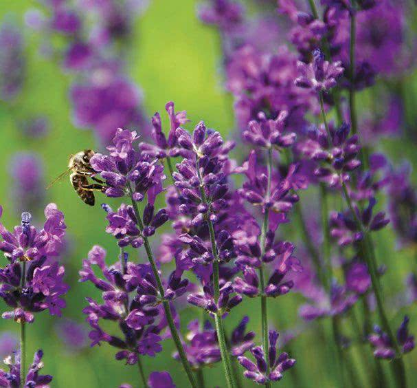 Lawenda wąskolistna (Lavandula angustifolia)