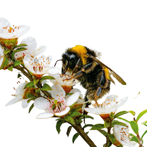 Pszczoła na kwiatku