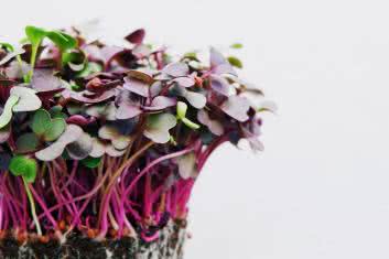 Nasz zielnik: Pieprzyca siewna