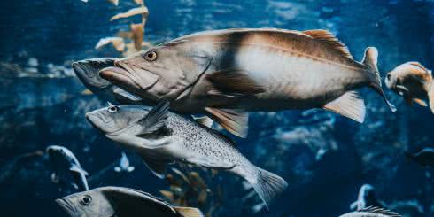 Suplementy wspomagające profilaktykę i leczenie chorób serca