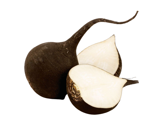 Czarna_rzepa_Raphanus_sativus