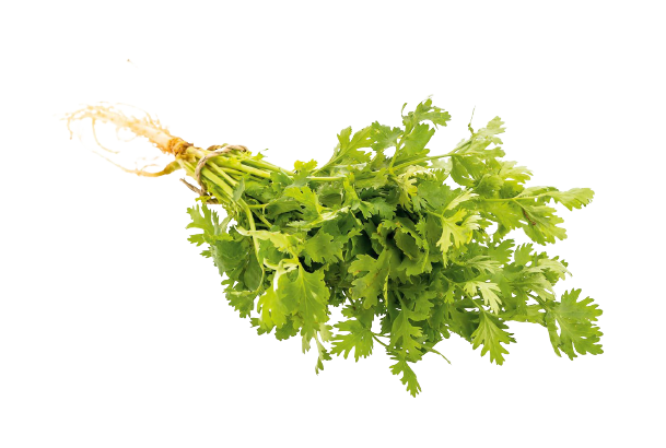 Kolendra (Coriandrum)