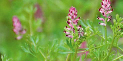 Jakie zioła i rośliny wspomagają pęcherzyk żółciowy?
