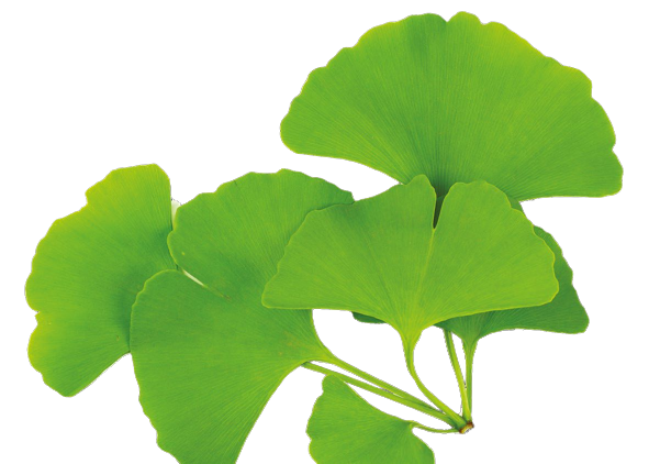 Miłorząb japoński