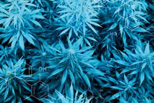 Jak działają konopie (marihuana) i układ endokannabinoidowy?