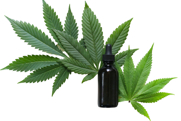 Olejek z Cannabis