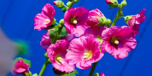 Prawoślaz lekarski (Althaea Officinalis) - na co jest dobry?