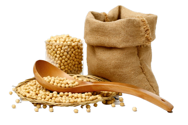 Fasola_indyjska__Dolichosi_biflorum