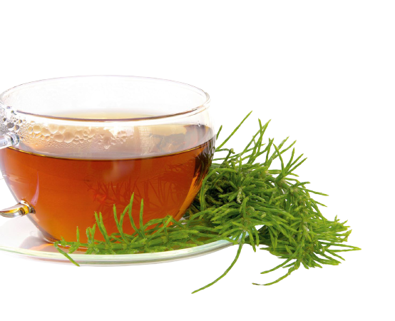 Skrzyp polny (Equisetum arvense)