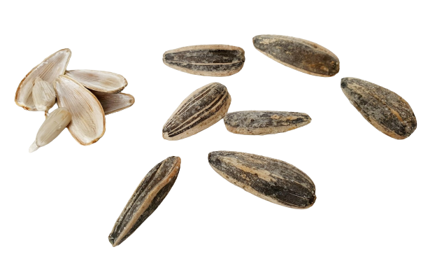 Nasiona słonecznika