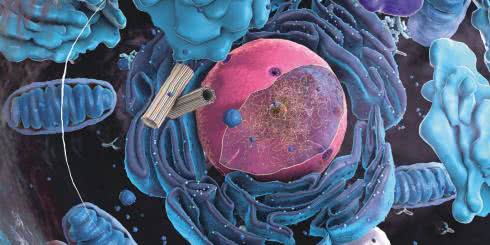 Autofagia - co to jest? Co jeść i jakie suplementy przyjmować?