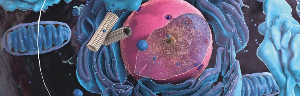 Autofagia - co to jest? Co jeść i jakie suplementy przyjmować?