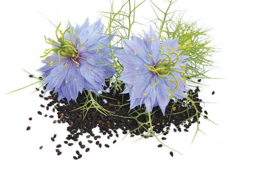 Czarnuszka siewna (Nigella sativa)