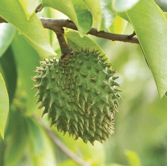 Gurmar (Gymnema sylvestre)