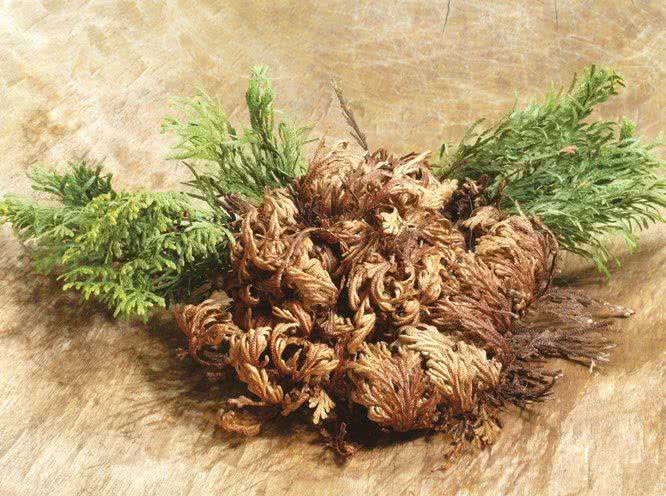 Róża jerychońska (Anastatica hierochuntica)