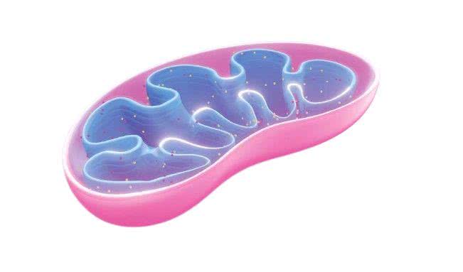 Mitochondrium