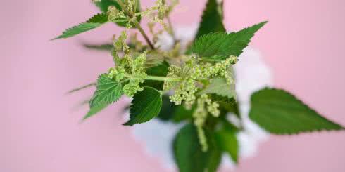 Pokrzywa zwyczajna (herbata do picia) - właściwości lecznicze i zastosowanie 