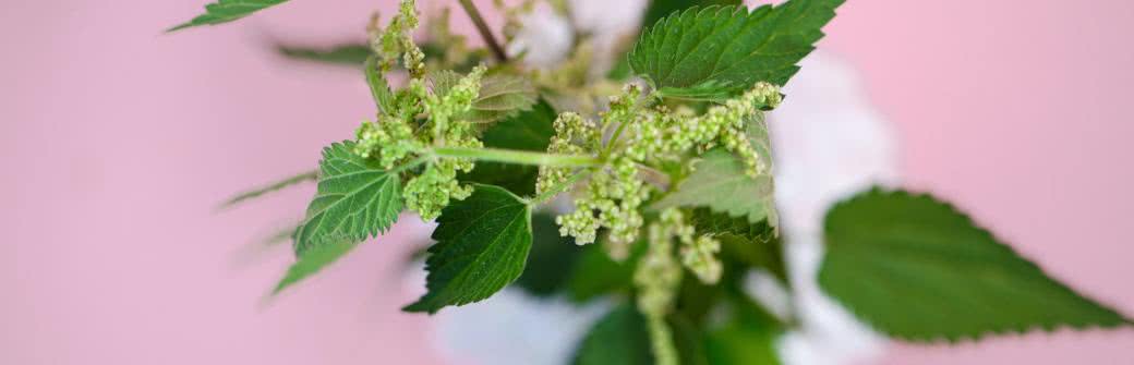 Pokrzywa zwyczajna (herbata do picia) - właściwości lecznicze i zastosowanie 