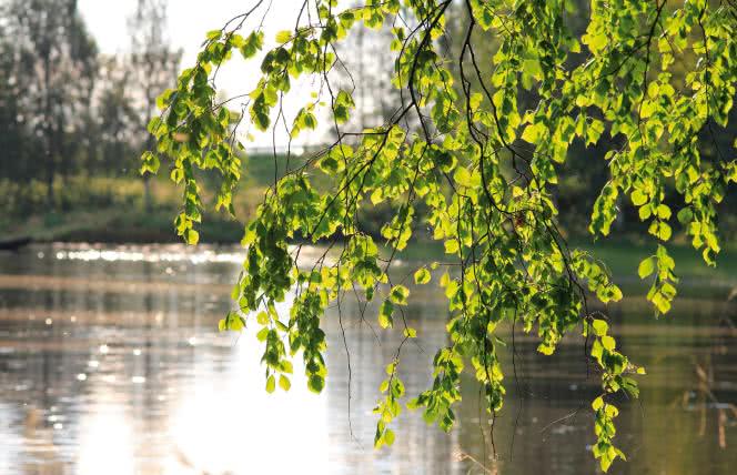 Oskoła czyli sok z brzozy - właściwości, przeciwwskazania i jak zbierać?