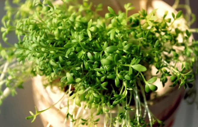 Rzeżucha - właściwości i przepisy na cały rok