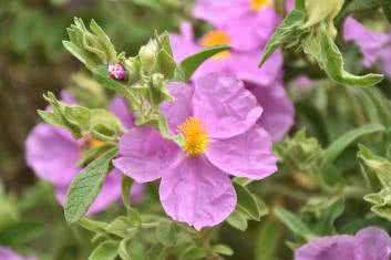 Nasz zielnik: Czystek 