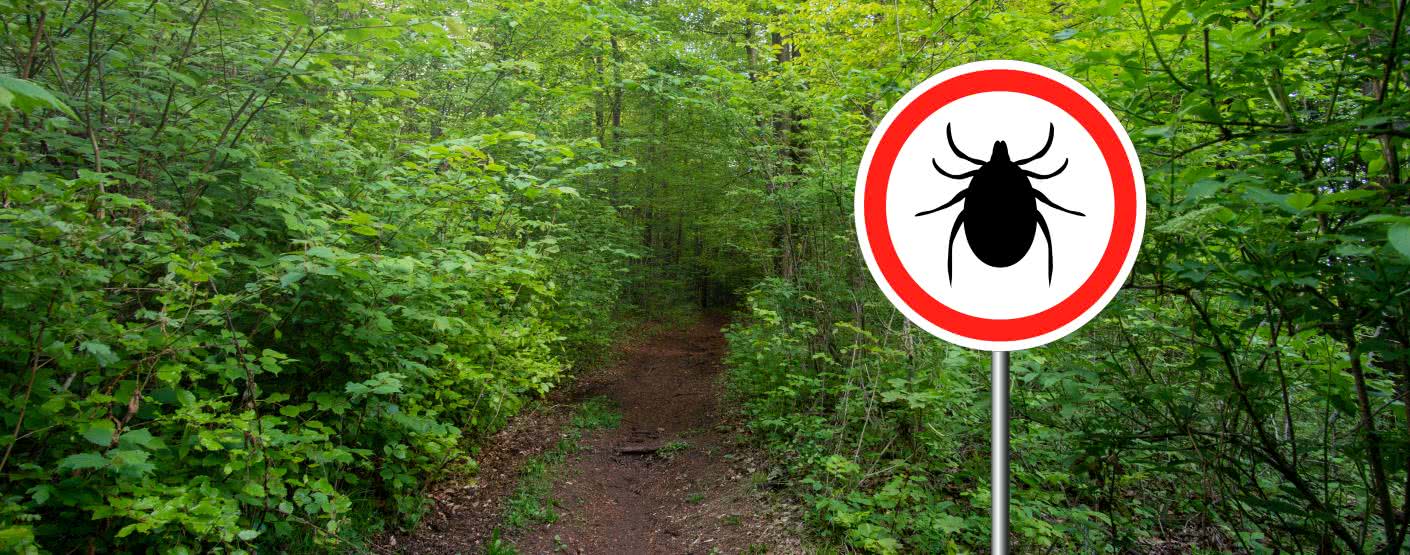 Borelioza – wszystko, co musisz o niej wiedzieć