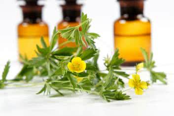 Nasz zielnik: Pięciornik kurze ziele 