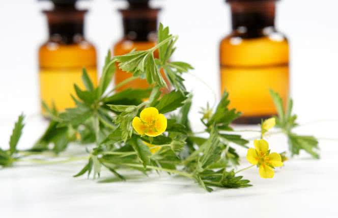 Pięciornik kurze ziele - właściwości i przepisy