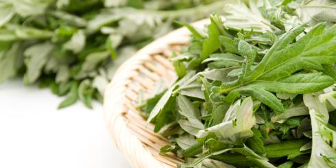 Bylica roczna - właściwości i zastosowanie 