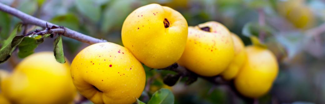 Dodawaj do herbaty zamiast cytryny. Ten owoc ma aż 7 razy więcej witaminy C